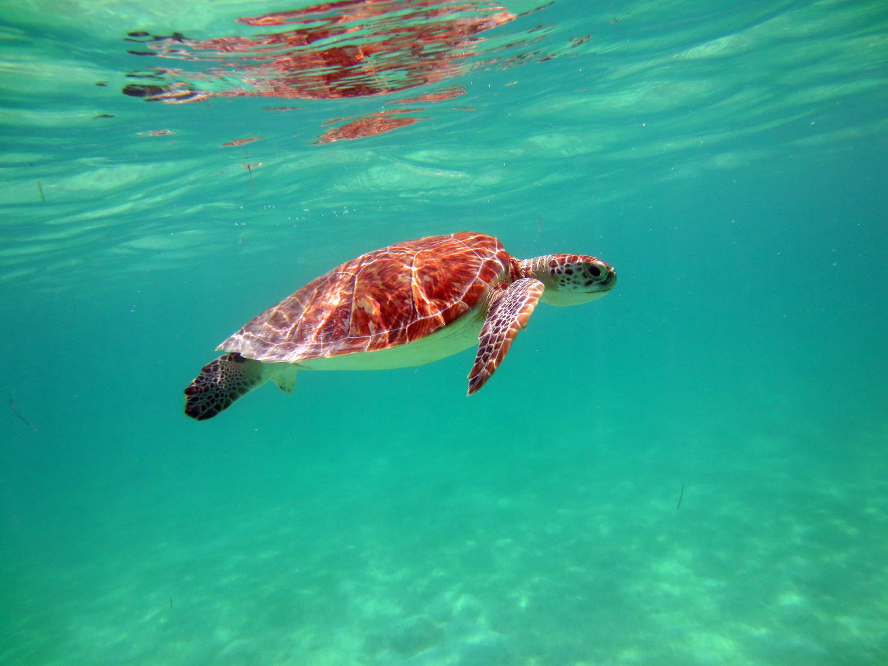 The 5 Best Resorts for Snorkeling in the Mexican Caribbean